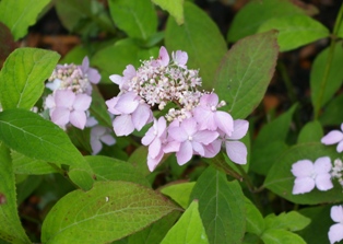 Hydrangea serrata 'Diadem'