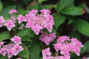 Hydrangea 'Jogasaki'