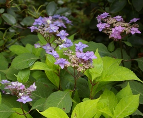 Hydrangea serrata 'Shichidanka'