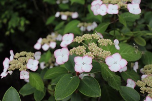 Hydrangea serrata 'Kiyosumi'