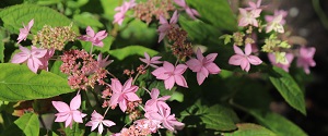 Hydrangea serrata 'Midoriboshi-Temari'