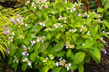 Hydrangea serrata 'Miranda'