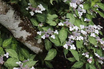 Hydrangea serrata 'O Amacha Nishiki'