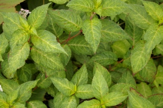 Hydrangea serrata 'O Amacha Nishiki'