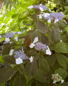 Hydrangea serrata 'Woodlander'