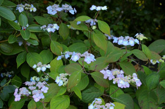 Hydrangea serrata 'Yae no Amacha'