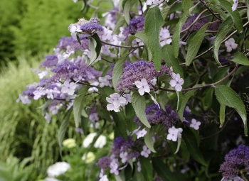 Hydrangea villosa