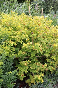 Hypericum inodorum 'Summergold'