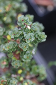 Ilex crenata 'Dwarf Pagoda'