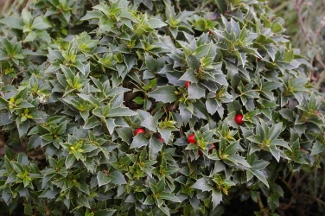 Ilex 'Rock Garden'