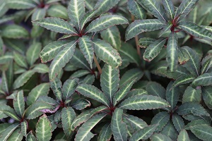 Impatiens omeiana