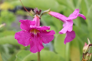 Incarvillea delaveyi