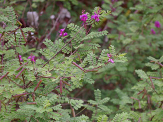 Indigofera heterantha