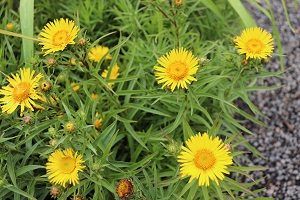 Inula ensifolia 'Compacta'