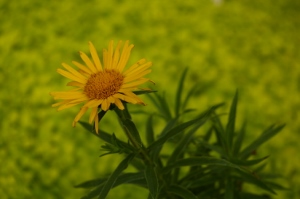 Inula ensifolia 'Compacta'