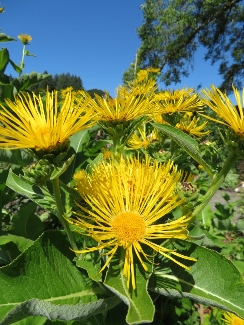 Inula helenium