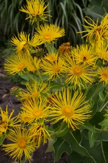 Inula magnifica