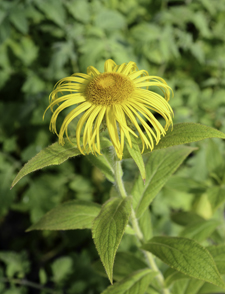 Inula orientalis