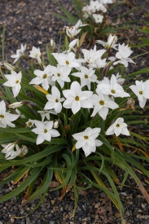 Ipheion uniflorum 'Album'