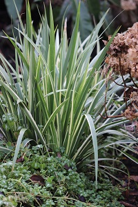Iris foetidissima 'Variegata'