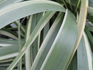 Iris foetidissima 'Variegata'