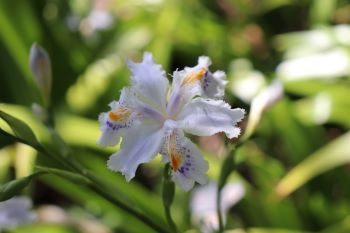 Iris japonica