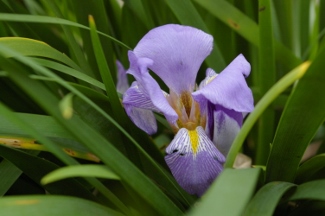 Iris lazica