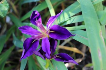 Iris louisiana 'Black Gamecock'