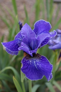 Iris siberica 'Jaybird'