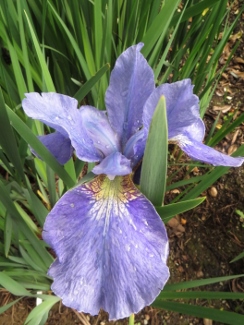 Iris siberica 'Orville Fay'