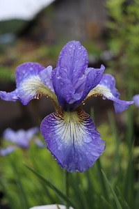 Iris siberica 'Windwood Spring'