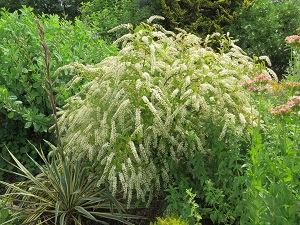 Itea virginica 'Henry's Garnet'