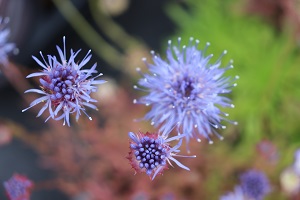 Jasione laevis 'Blue Light'