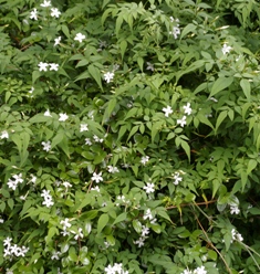 Jasminum officinale