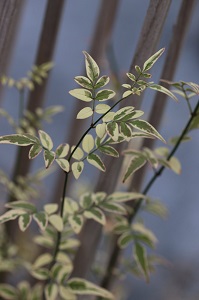 Jasminum officinale 'Argenteovariegatum'