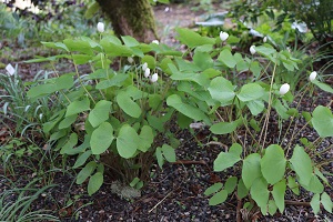 Jeffersonia diphylla