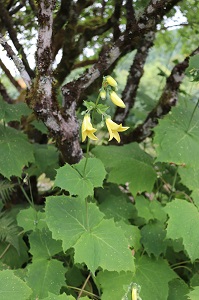 Kirengeshoma koreana