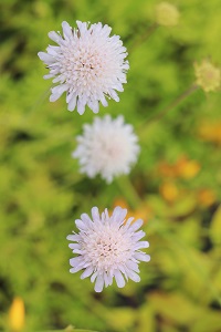 Knautia arvensis