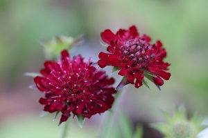 Knautia macedonica 'Ruby Star'