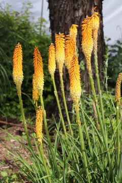 Kniphofia 'Apricot'