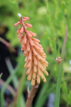 Kniphofia nelsonii