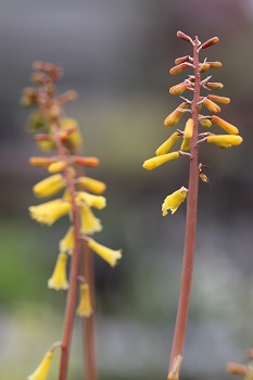 Kniphofia pauciflora