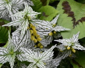 Lamium galeobdolon 'Hermann's Pride'