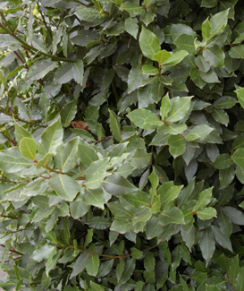 Laurus nobilis