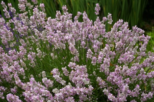 Lavandula 'Coconut Ice'