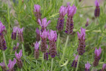 Lavandula 'Evelyn Cadzow'