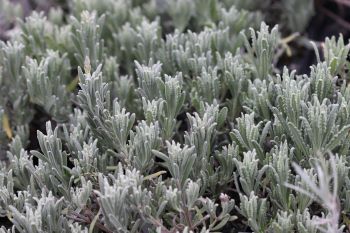 Lavandula 'Goodwin Creek Grey'