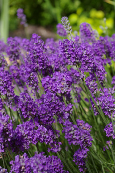 Lavandula 'Lavenite Petite'