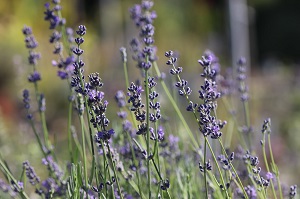 Lavandula 'Munstead'