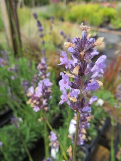 Lavandula 'Royal Velvet'